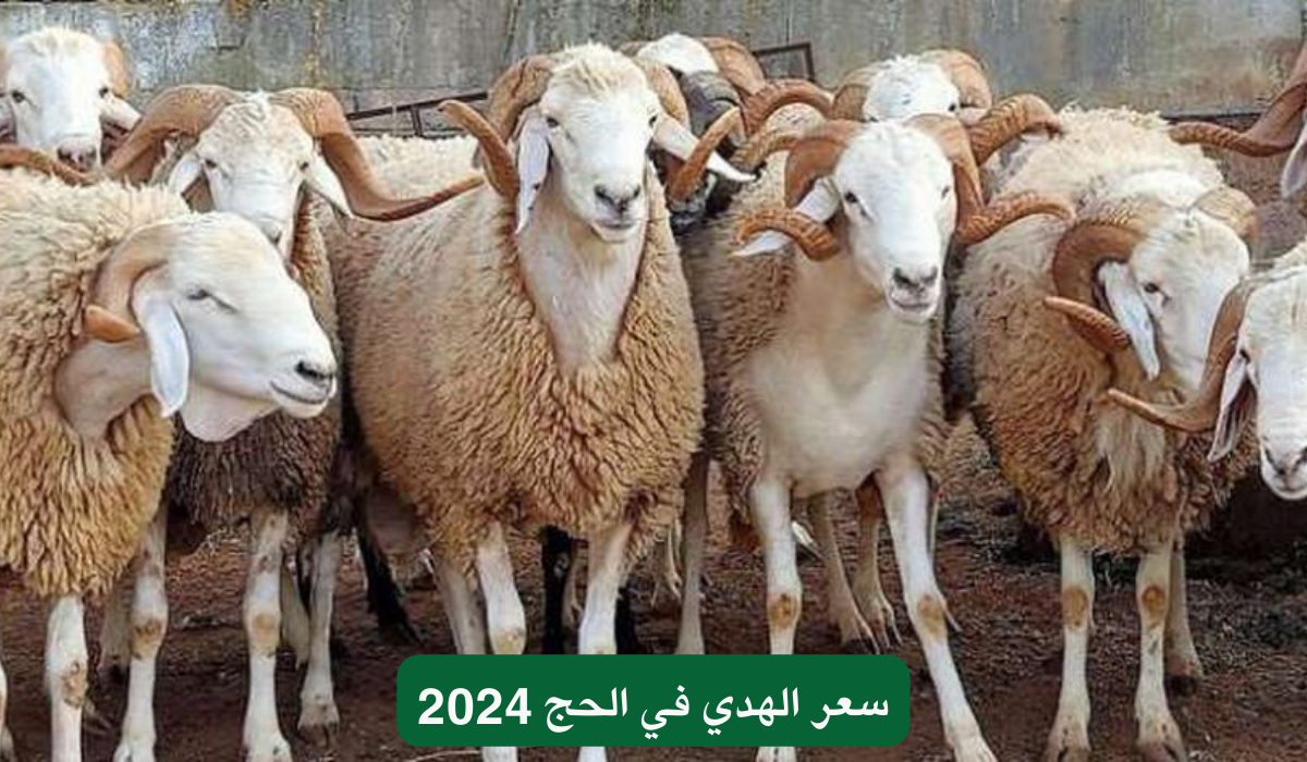 سعر الهدي في الحج 2024