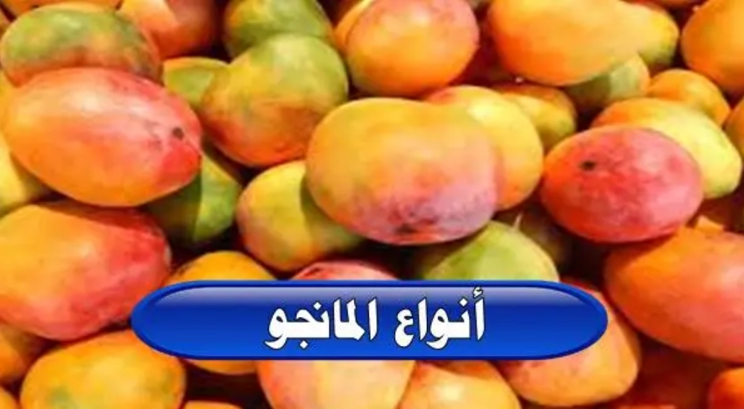 أفضل أنواع المانجو في السعودية